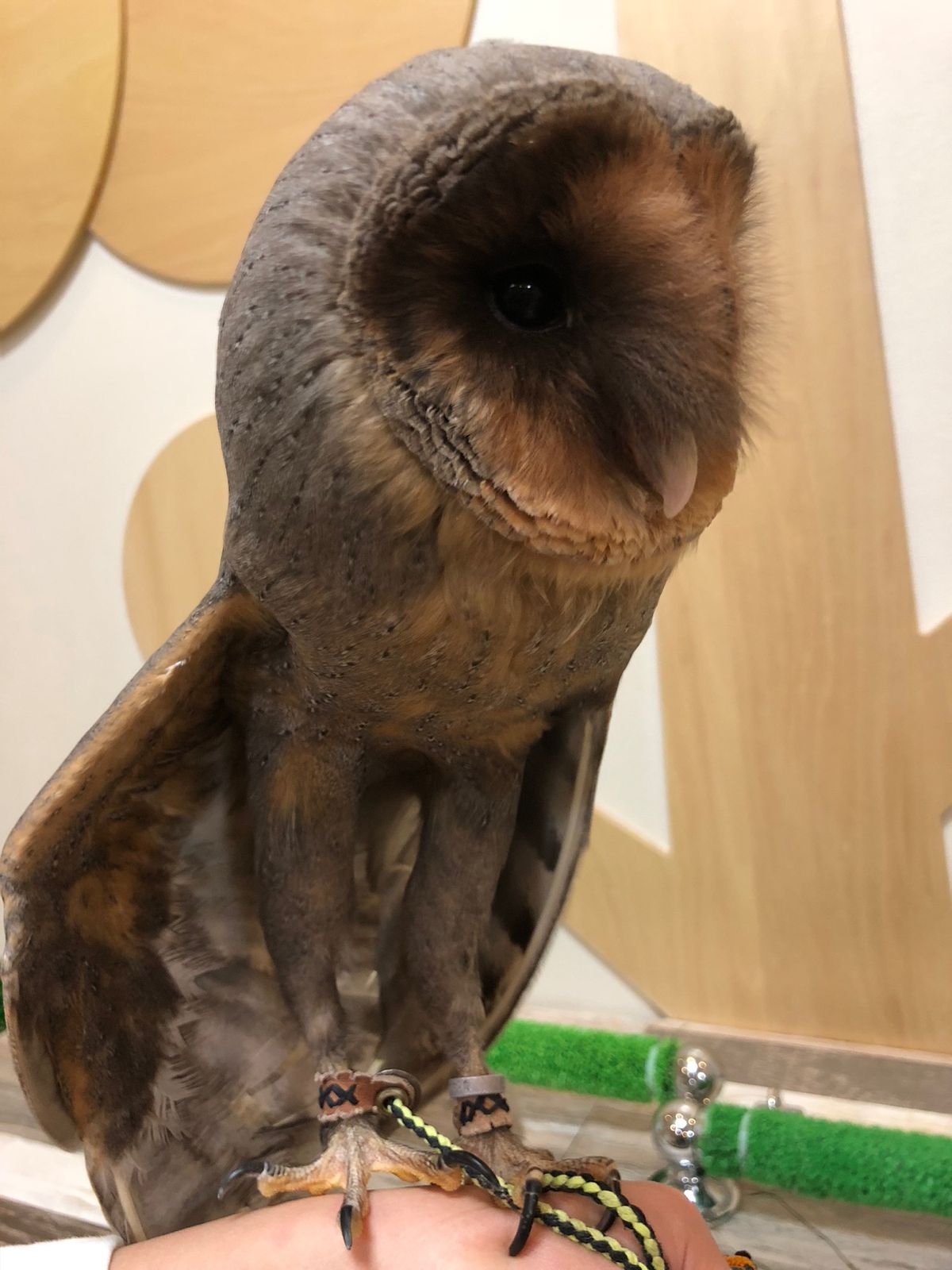 ブラックメンフクロウのはるちゃん
このあと肩乗りしてくれました😍