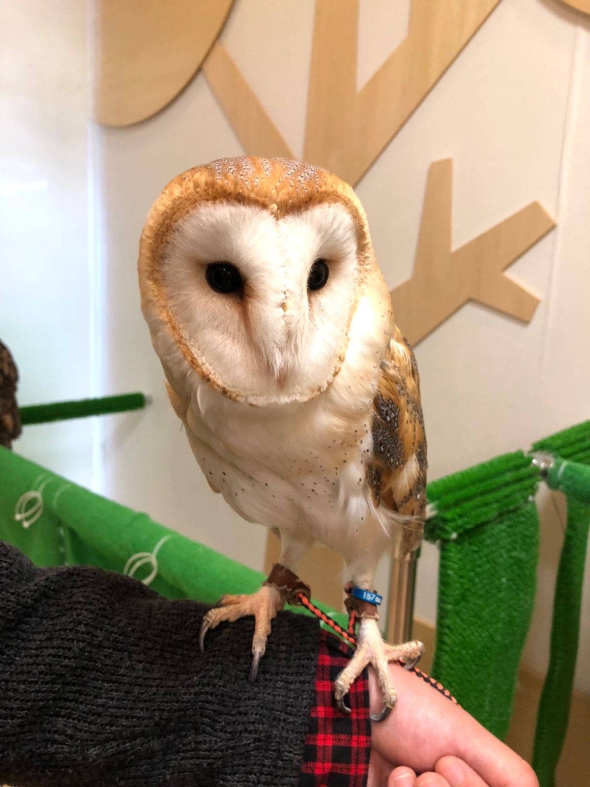 メンフクロウのふうちゃん