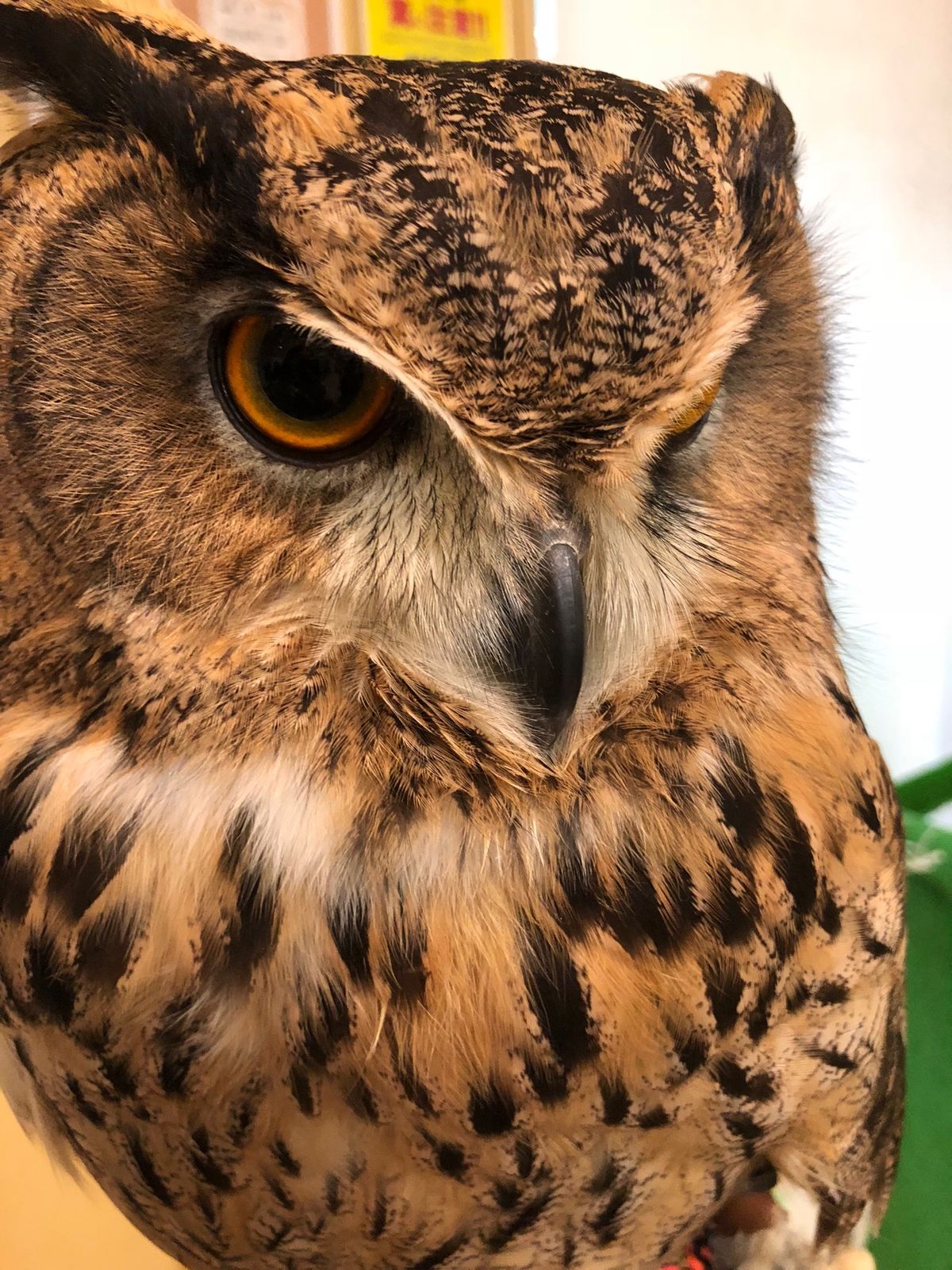 ユーラシアワシミミズクのゆうちゃん
大型の子はデッカイ😳