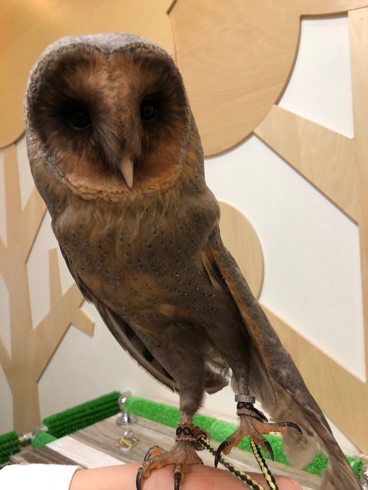 ブラックメンフクロウのはるちゃん
このあと肩乗りしてくれました😍