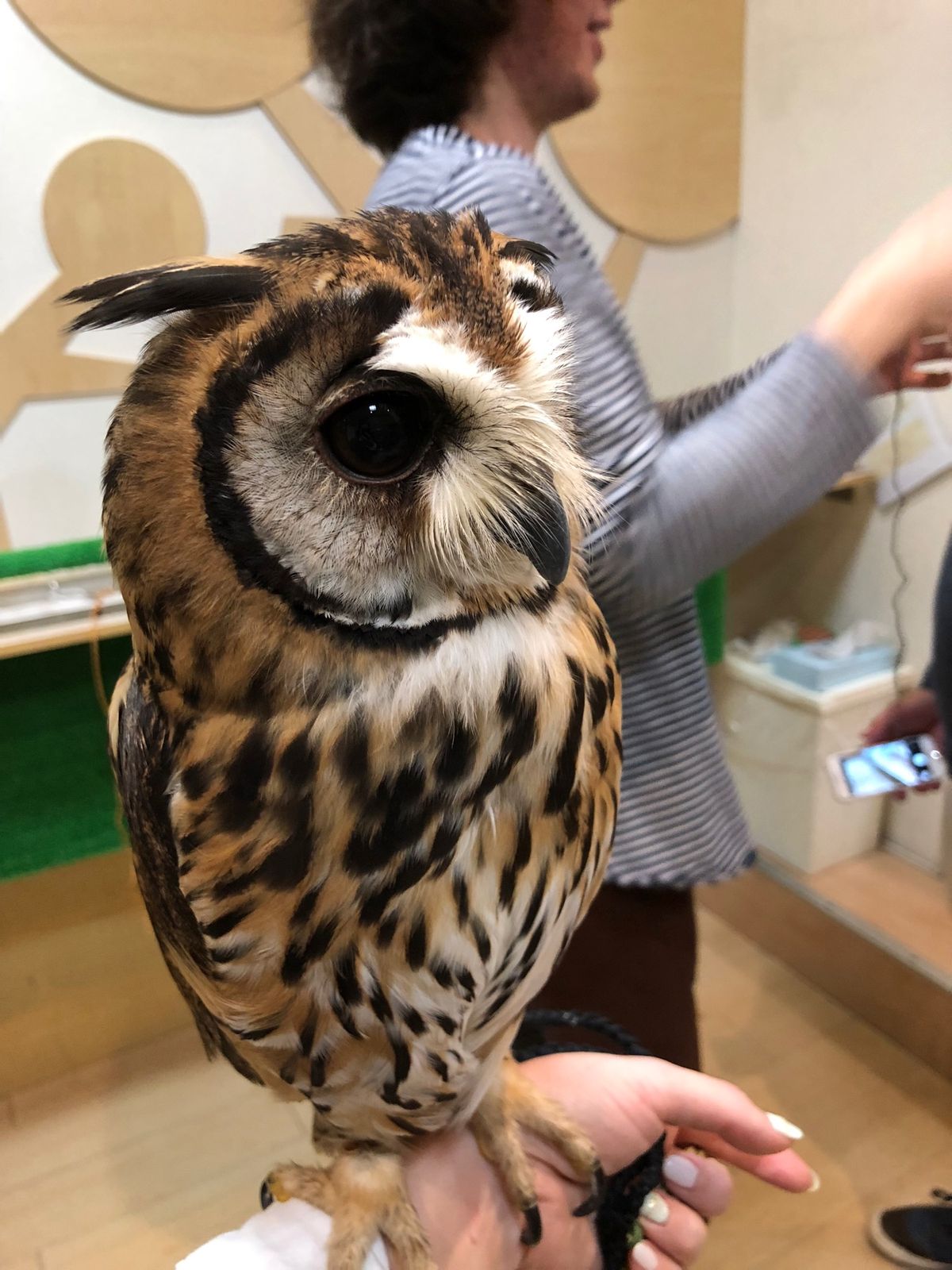 たぶんウサギフクロウのベリーちゃん
クリクリおめめが可愛い😍