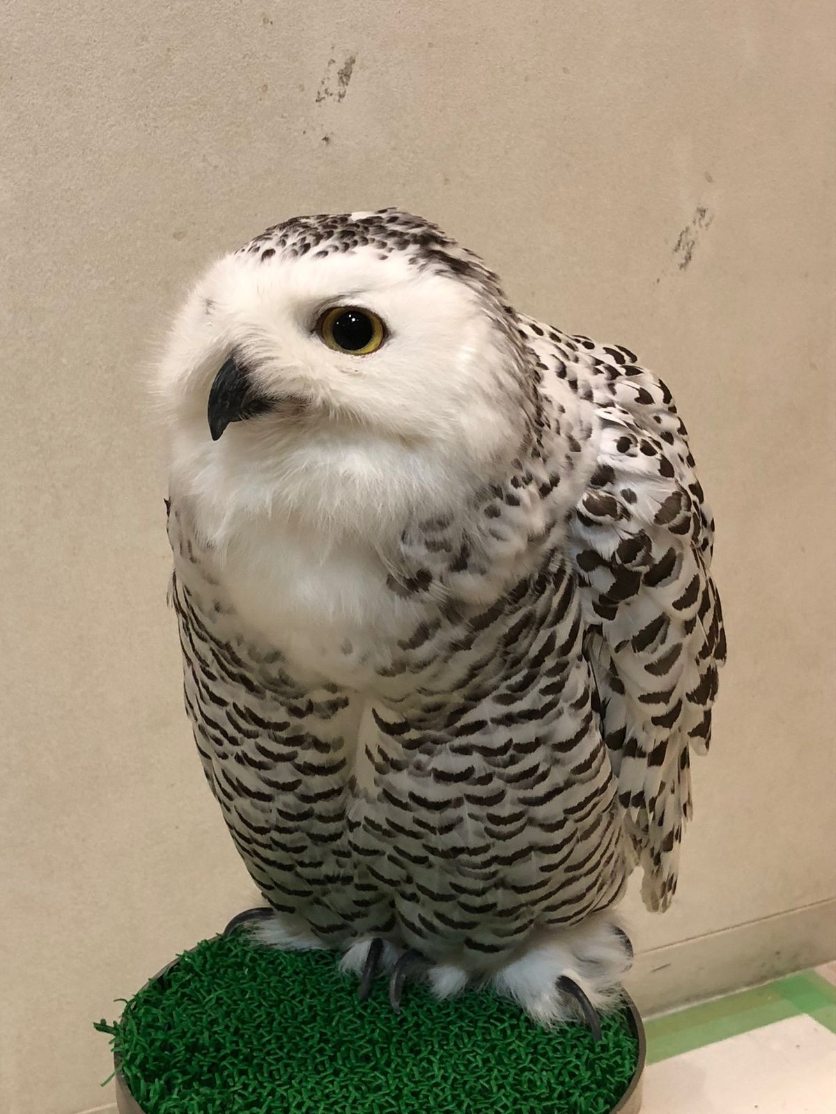 この子たちの種類と名前自信がないけど
たぶん

モリフクロウのもこち...