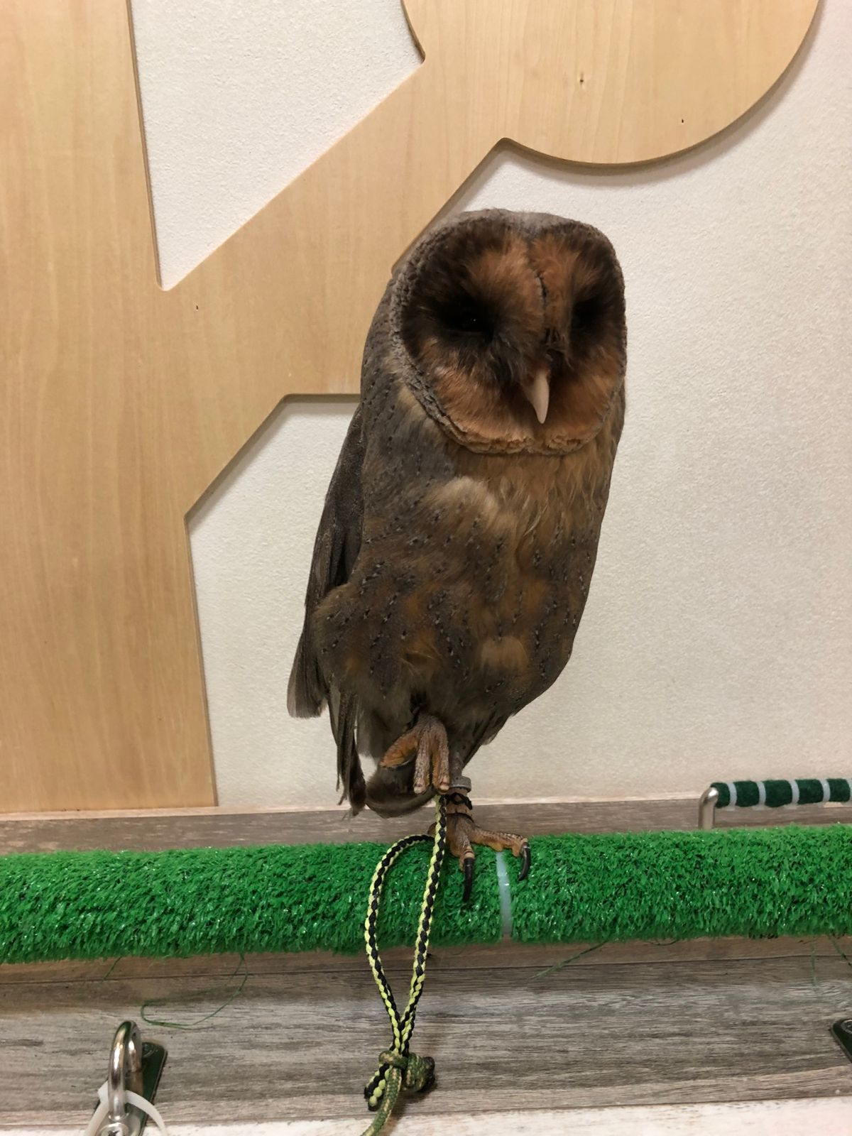 見ず知らずの人ですが
頭に乗ってる姿が可愛すぎて
撮らせてもらいました
イ...