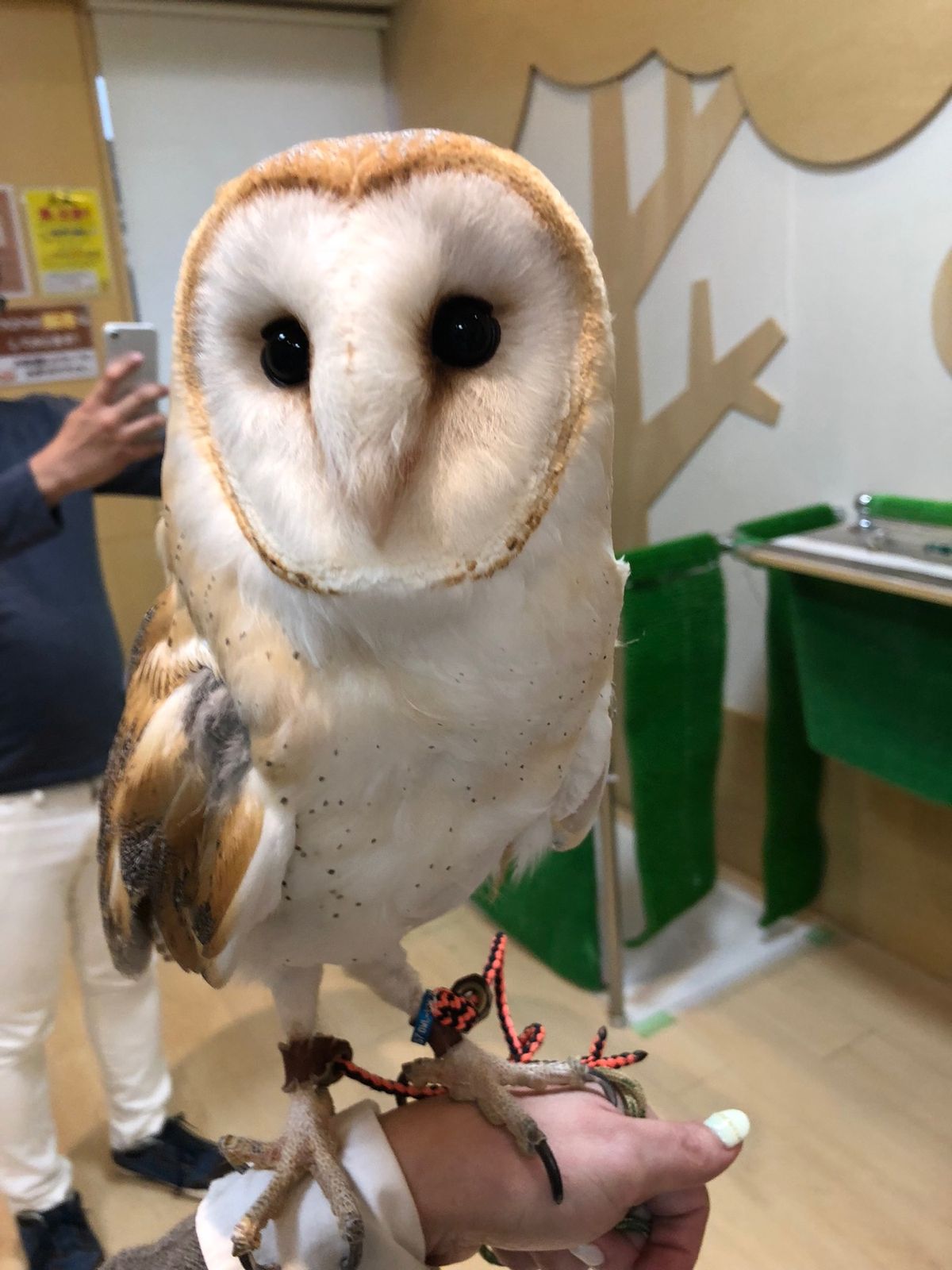 メンフクロウのふうちゃん

横からみたときの
つぶらな瞳が可愛い😍