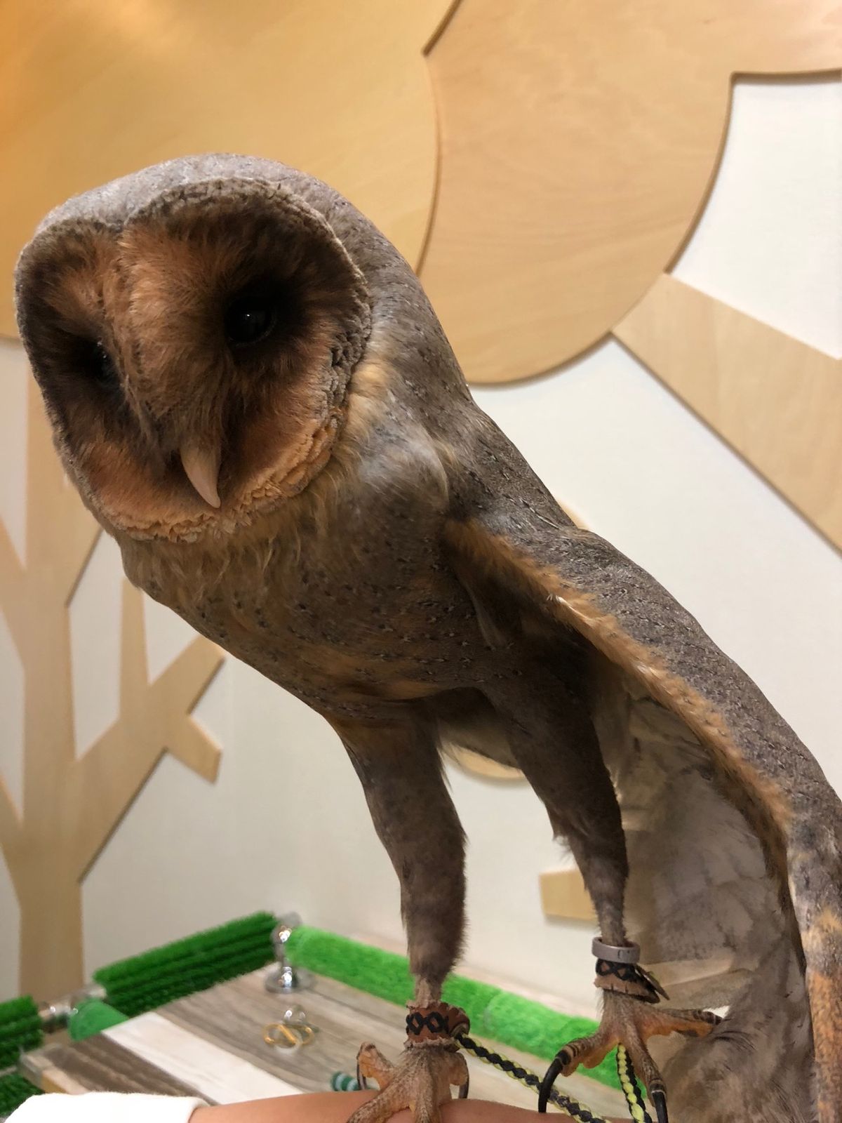 ブラックメンフクロウのはるちゃん
このあと肩乗りしてくれました😍