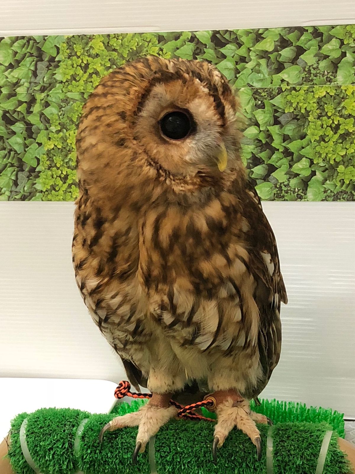 この子たちの種類と名前自信がないけど
たぶん

モリフクロウのもこち...