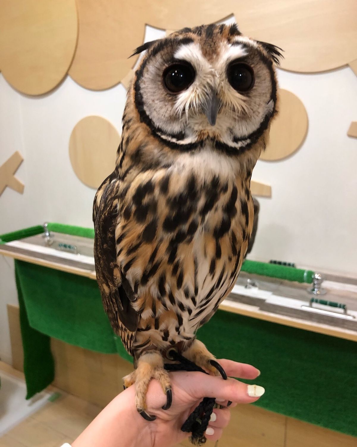 たぶんウサギフクロウのベリーちゃん
クリクリおめめが可愛い😍