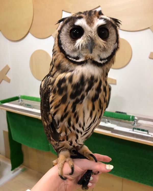 日本・福岡県「初めてのOWLcafe🦉」の写真：たぶんウサギフクロウのベリーちゃん
クリ...