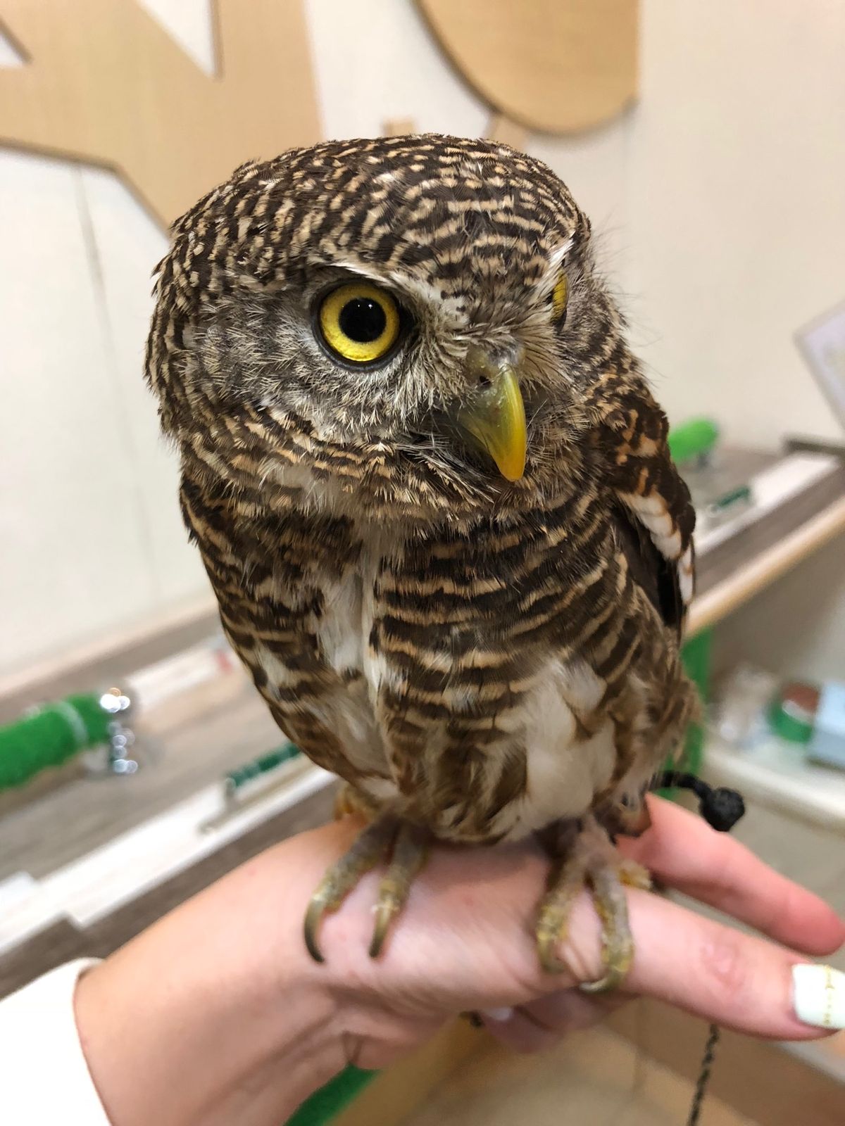 オオスズメフクロウのさつま
目を合わせるのは怖がるから
なかなか正面顔は撮...