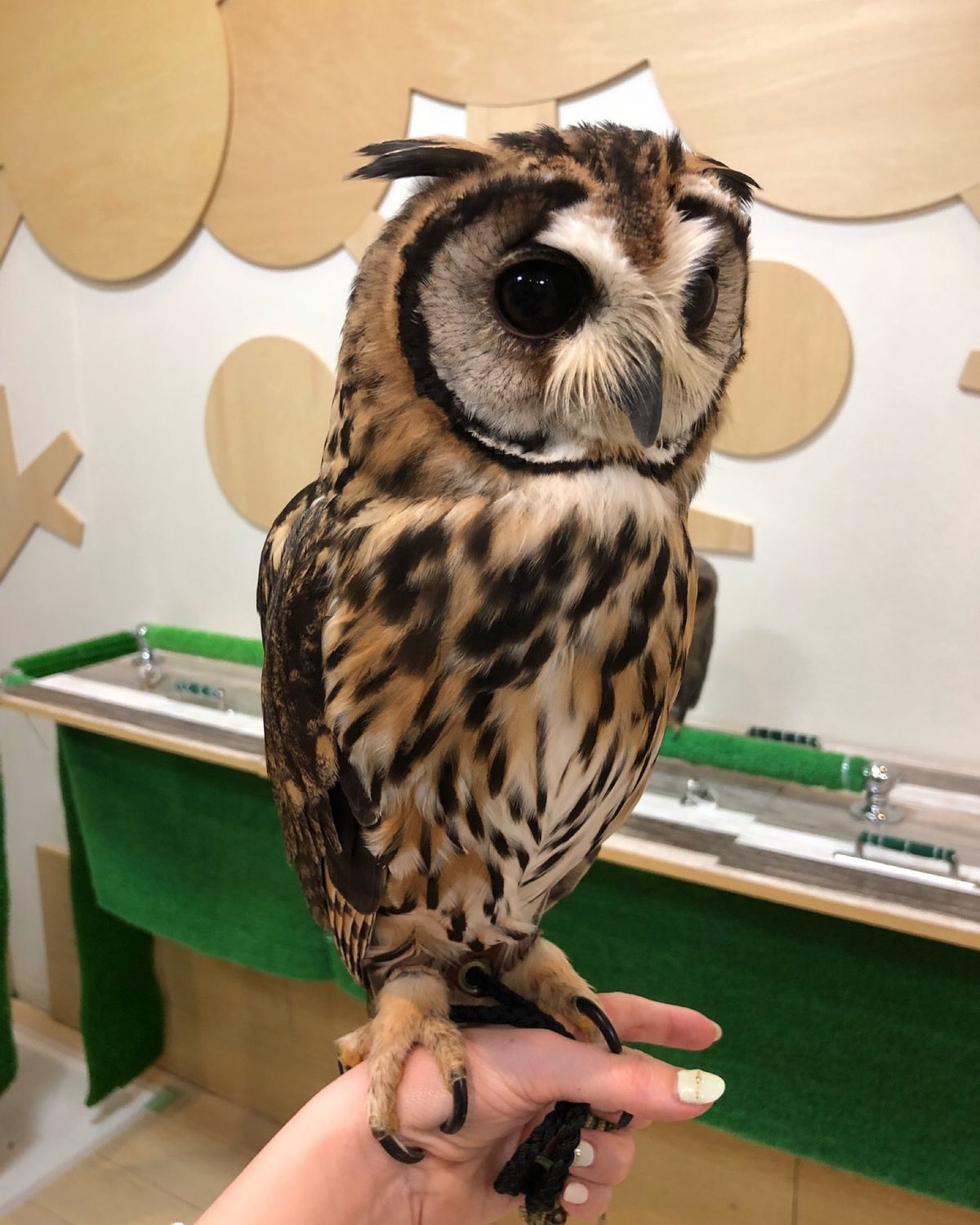 たぶんウサギフクロウのベリーちゃん
クリクリおめめが可愛い😍