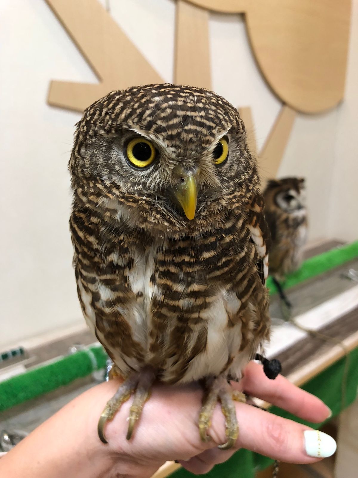 オオスズメフクロウのさつま
目を合わせるのは怖がるから
なかなか正面顔は撮...