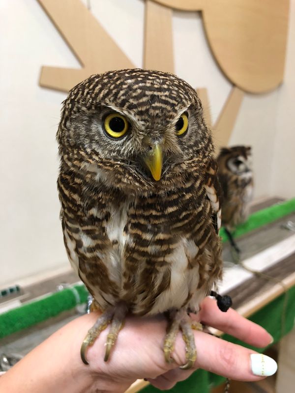 日本・福岡県「初めてのOWLcafe🦉」の写真：オオスズメフクロウのさつま
目を合わせる...