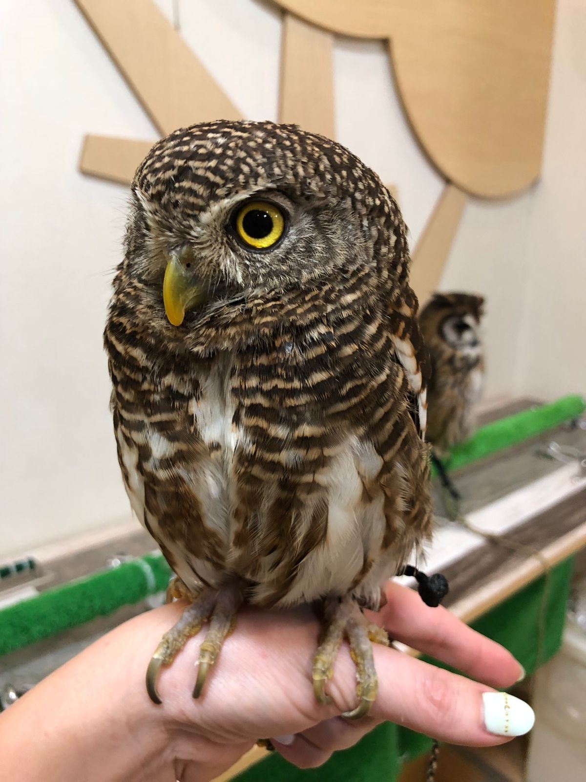 オオスズメフクロウのさつま
目を合わせるのは怖がるから
なかなか正面顔は撮...