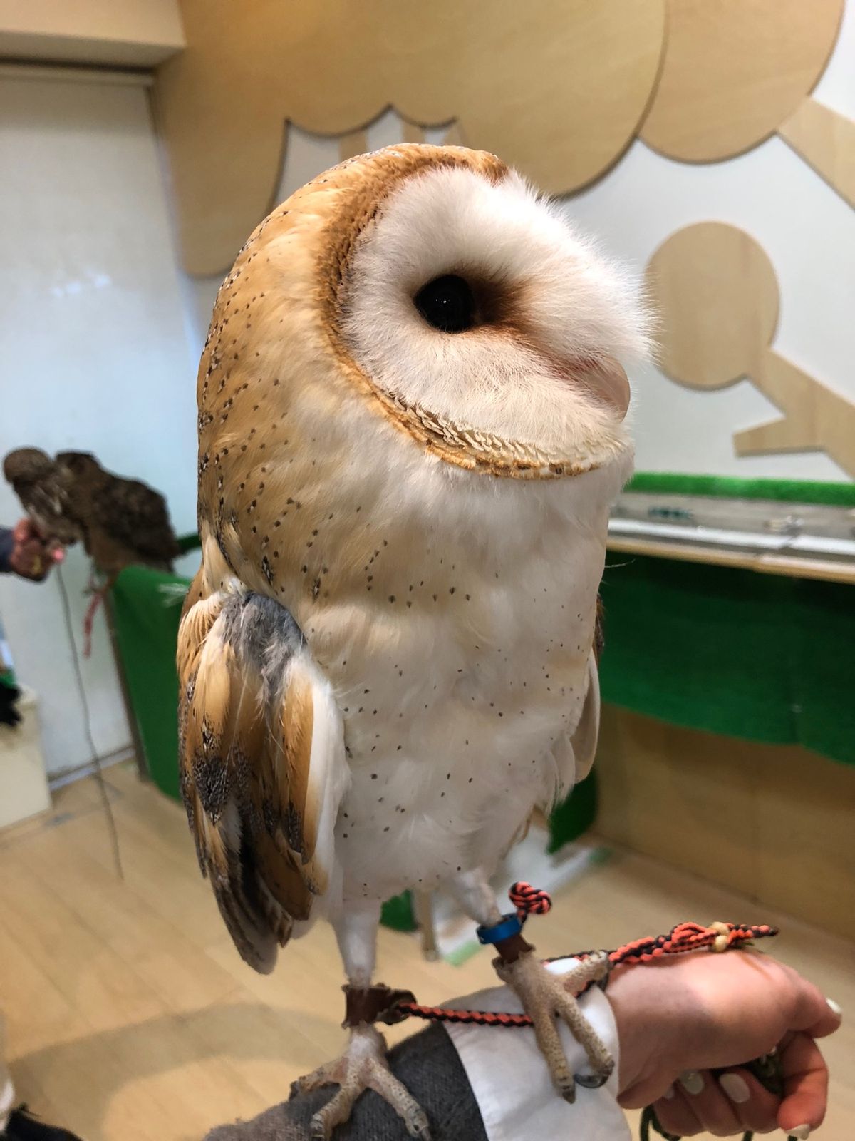 メンフクロウのふうちゃん

横からみたときの
つぶらな瞳が可愛い😍