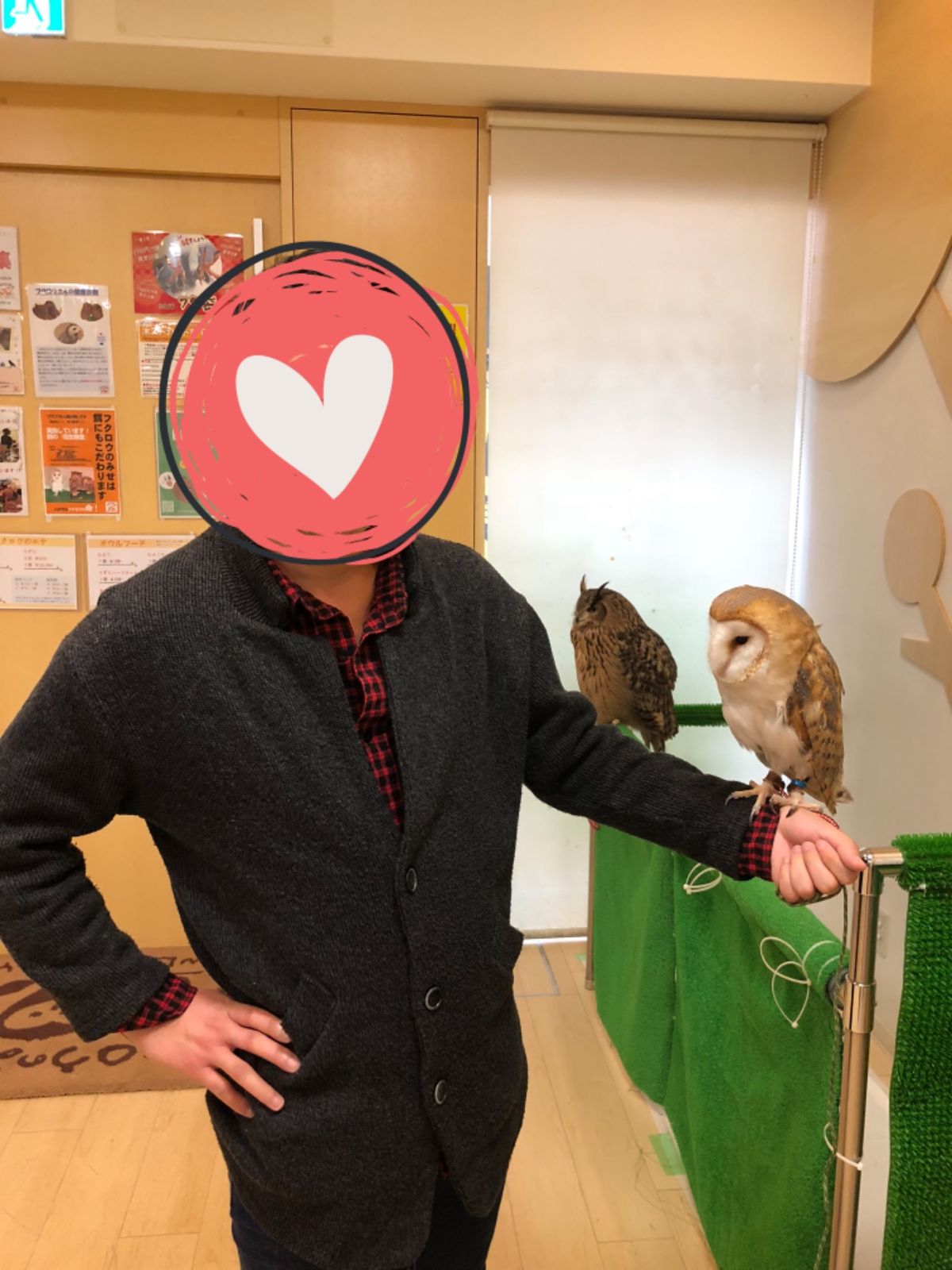 メンフクロウのふうちゃん