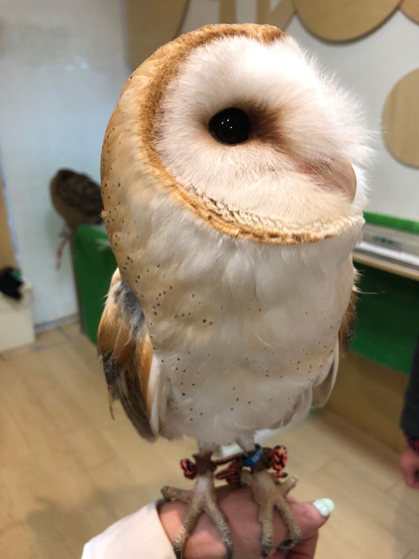 日本・福岡県「初めてのOWLcafe🦉」の写真：メンフクロウのふうちゃん

横からみたと...