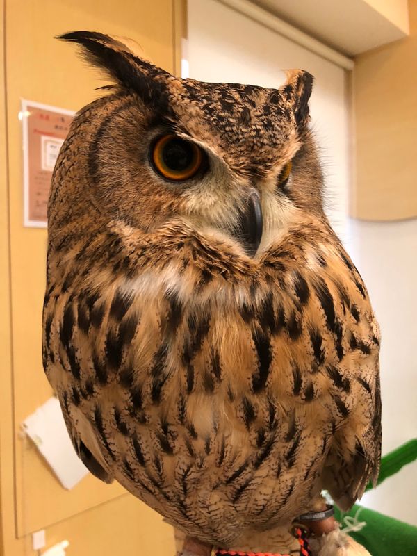 日本・福岡県「初めてのOWLcafe🦉」の写真：ユーラシアワシミミズクのゆうちゃん
大型...