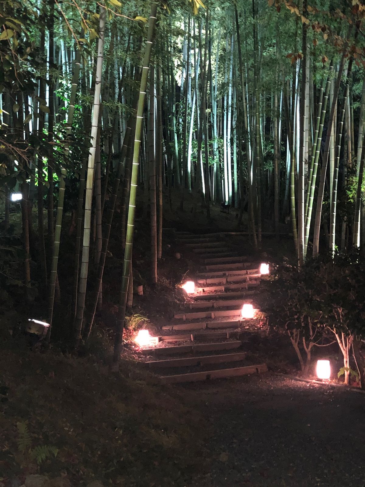 紅葉の季節
ナイトツアーもあり、京都の紅葉満喫❣️
さ、帰るぞー🚅