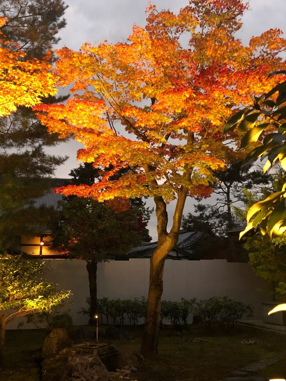 紅葉の季節
ナイトツアーもあり、京都の紅葉満喫❣️
さ、帰るぞー🚅