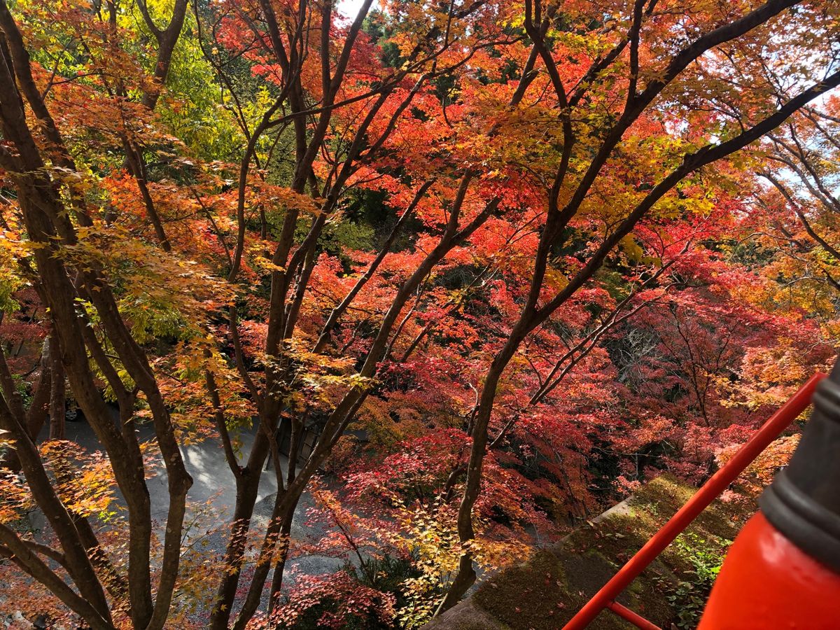 ホテルはクリスマスデコレーションしてました。