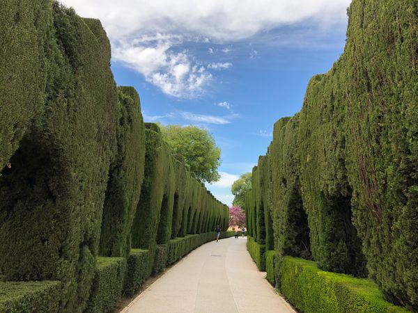 スペイン・バルセロナ「スペイン」の写真：ヘネラリフェの庭園。
アルハンブラ宮殿か...