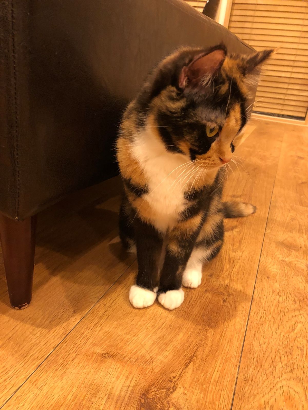 猫ちゃんと戯れるのにも慣れてきたエジプト人