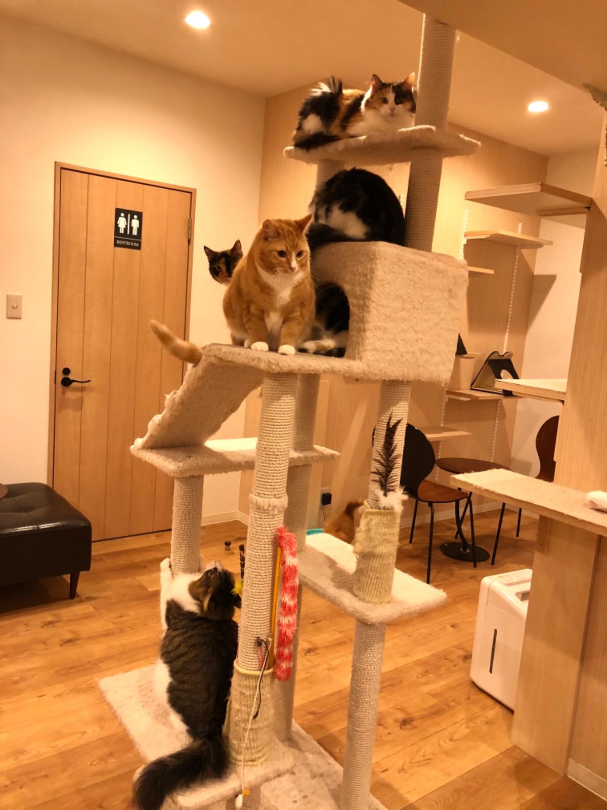 エジプト人が一生懸命オモチャを持って駆け回るも
一向にヤル気をみせない猫様たち😂