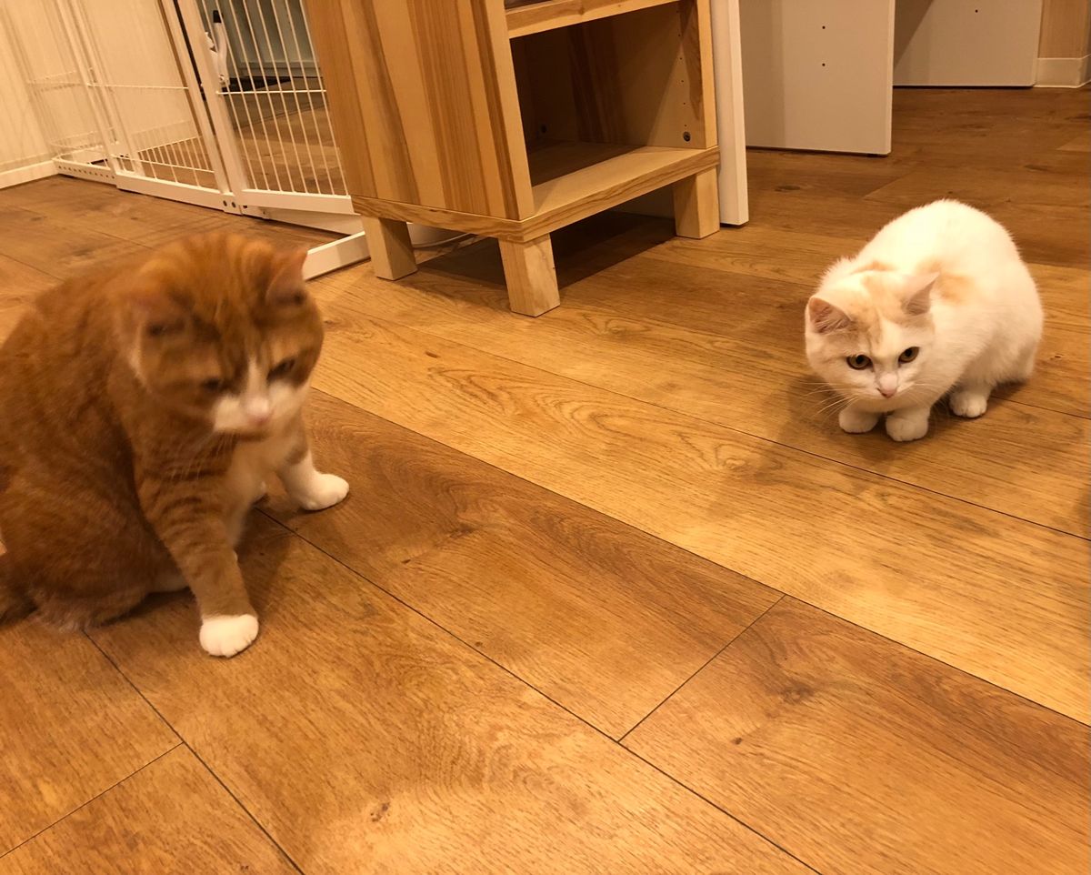 猫ちゃんと戯れるのにも慣れてきたエジプト人