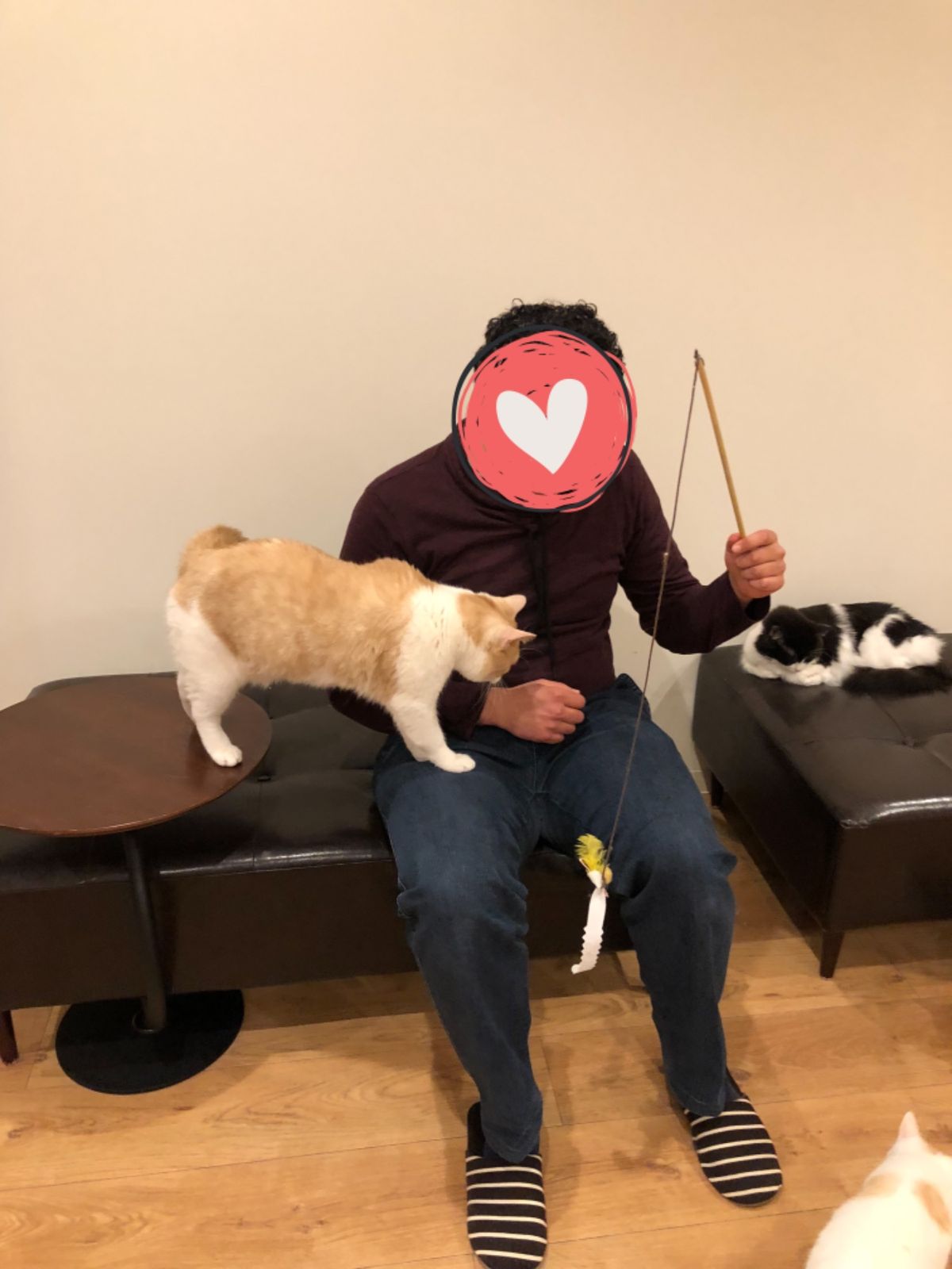 猫様がやっと側に寄ってきてくれて
歓喜のエジプト人