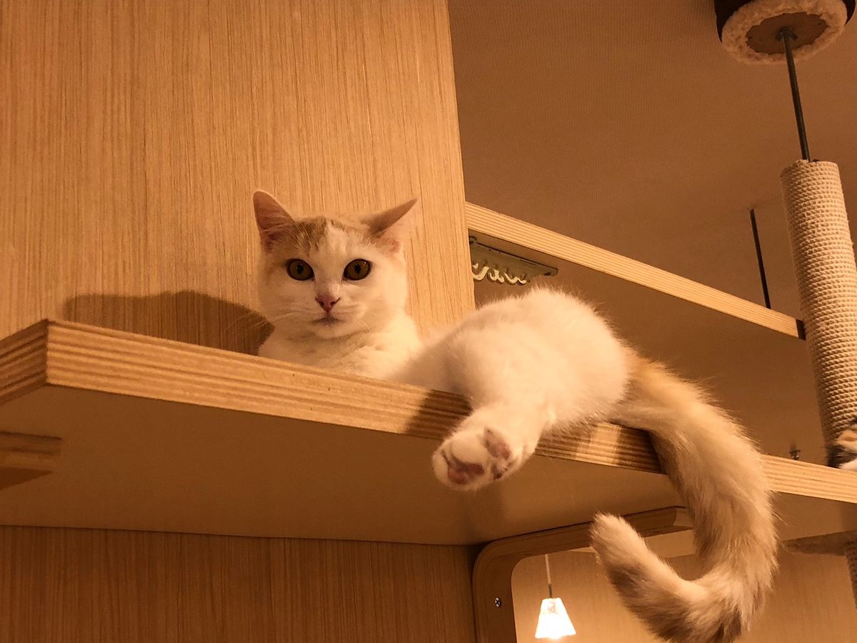 ワンコとはまた違った可愛さのニャンコたち😍