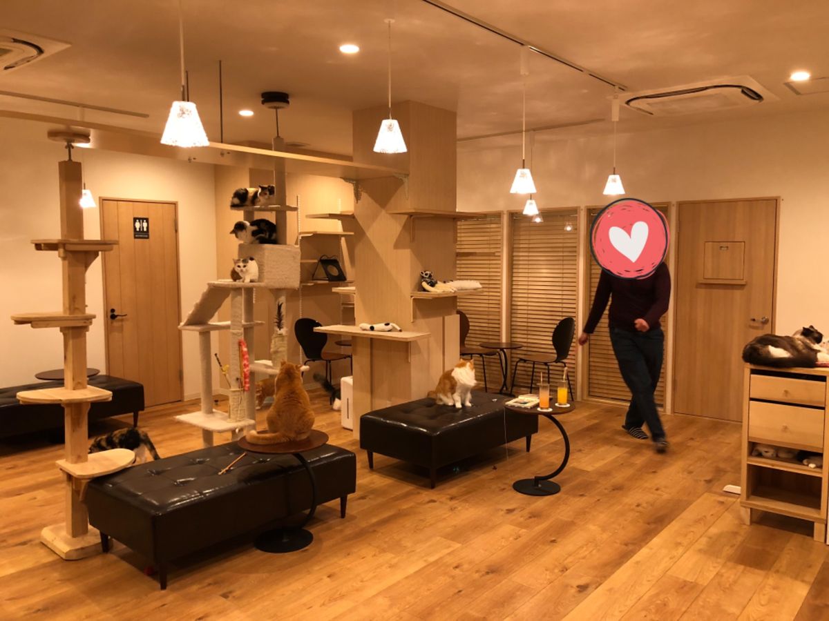 エジプト人が一生懸命オモチャを持って駆け回るも
一向にヤル気をみせない猫様たち😂