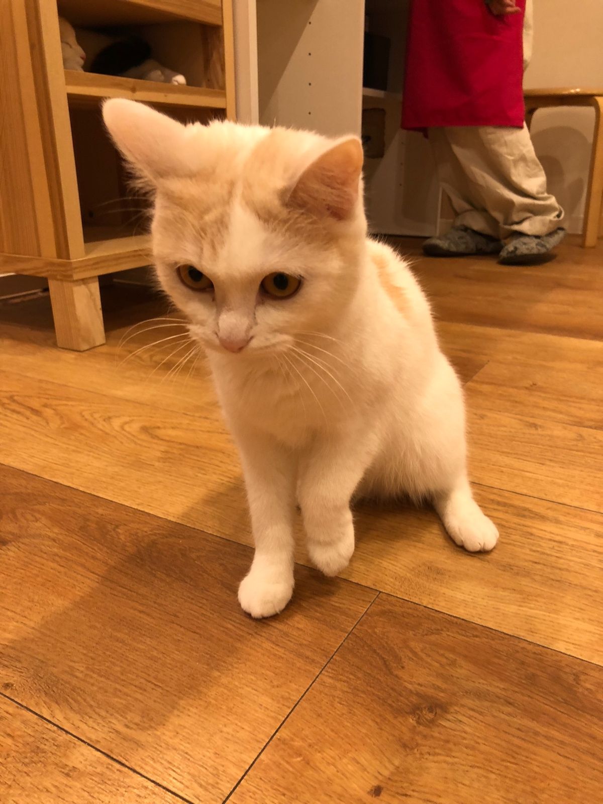 猫ちゃんと戯れるのにも慣れてきたエジプト人