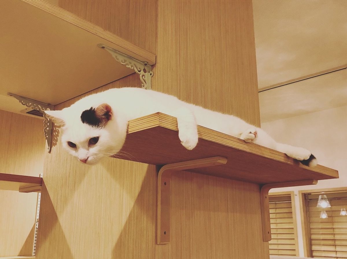 この猫ちゃんのくつろぎかた
可愛すぎる😂