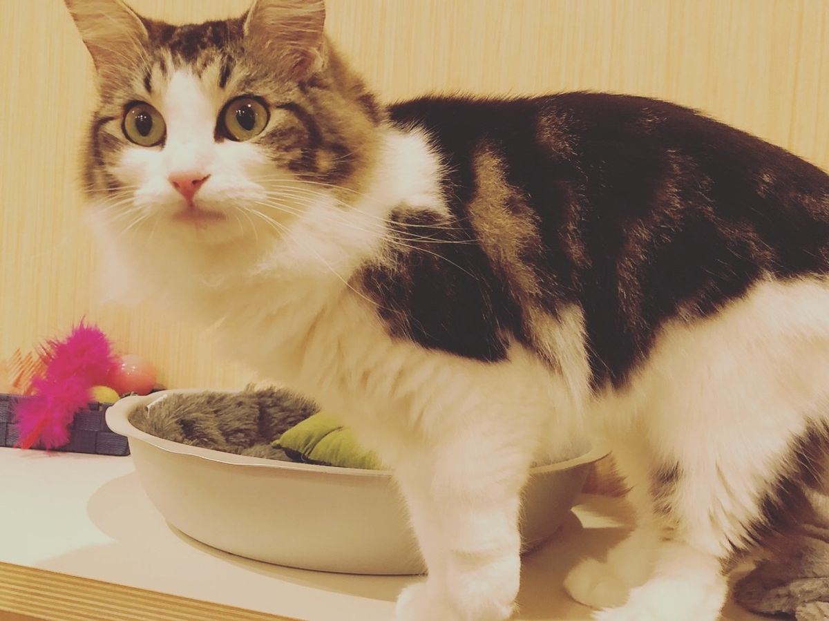 ワンコとはまた違った可愛さのニャンコたち😍