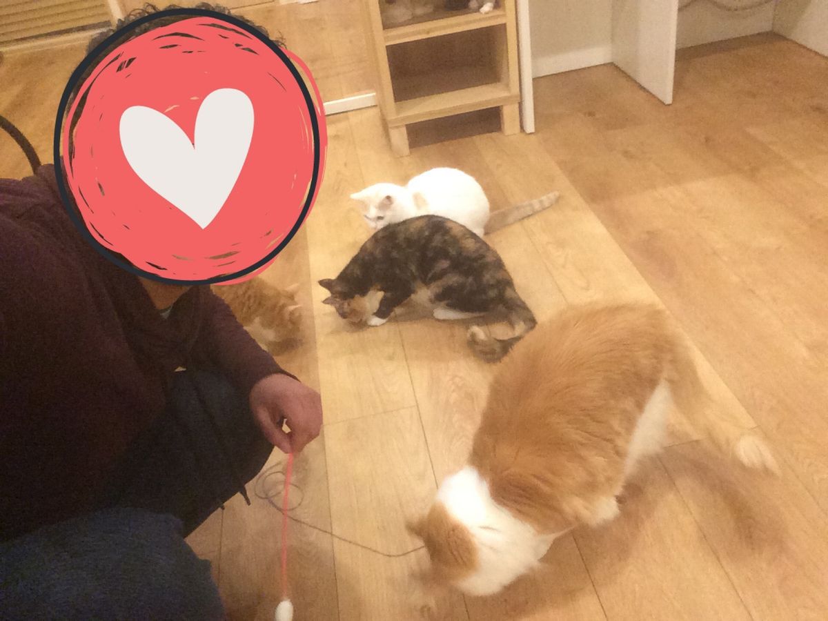 猫カフェ CatCafeOBC

さっそくオモチャを試してみましたが
2人...