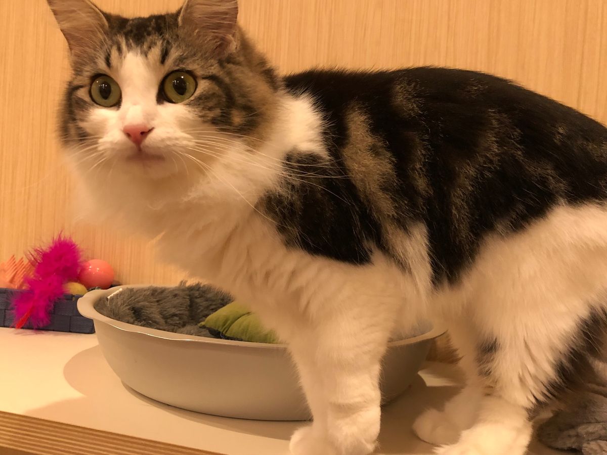 🐈の踏み踏み姿ってなんでこんなに可愛いんかな