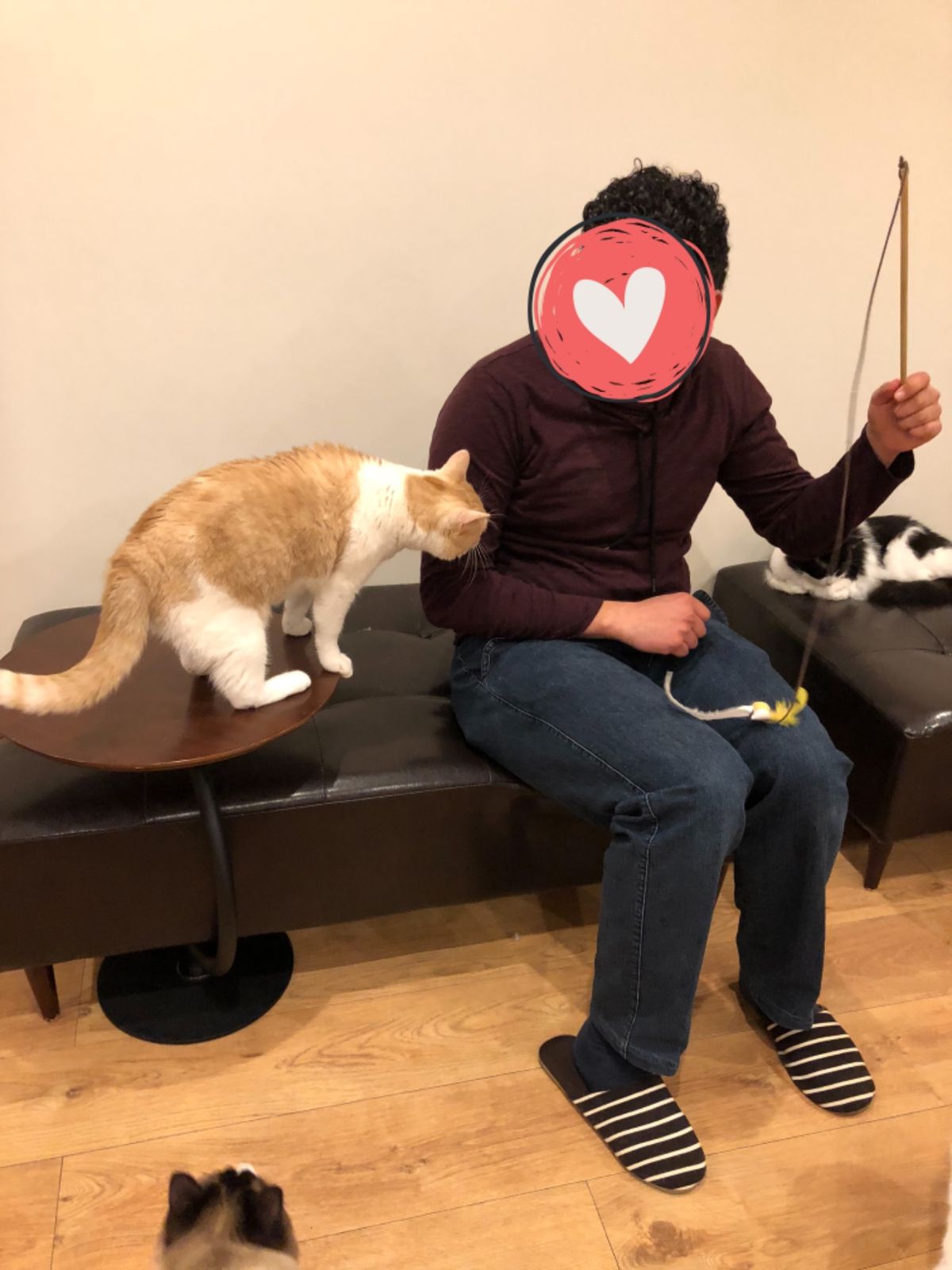 猫様がやっと側に寄ってきてくれて
歓喜のエジプト人