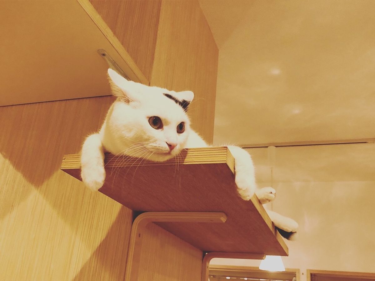 この猫ちゃんのくつろぎかた
可愛すぎる😂