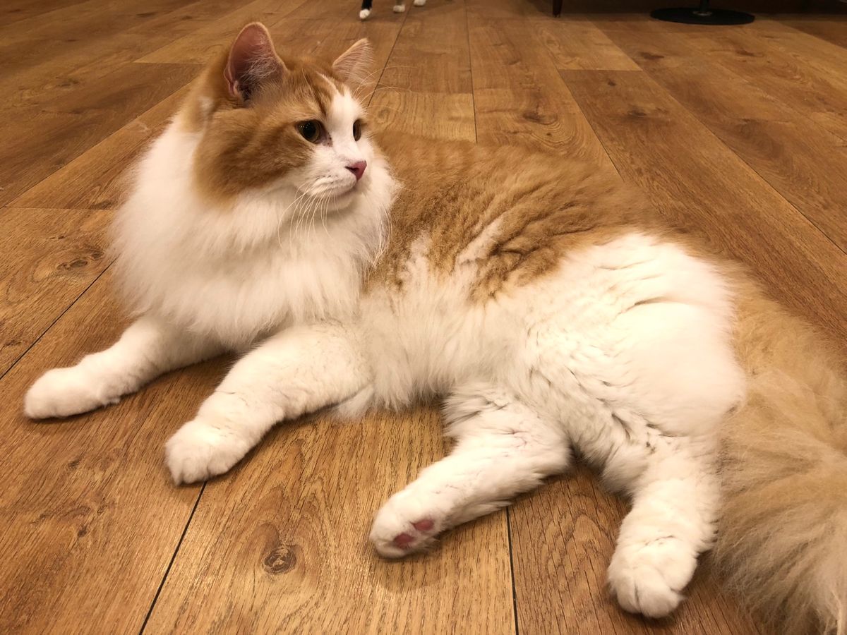 🐈の踏み踏み姿ってなんでこんなに可愛いんかな