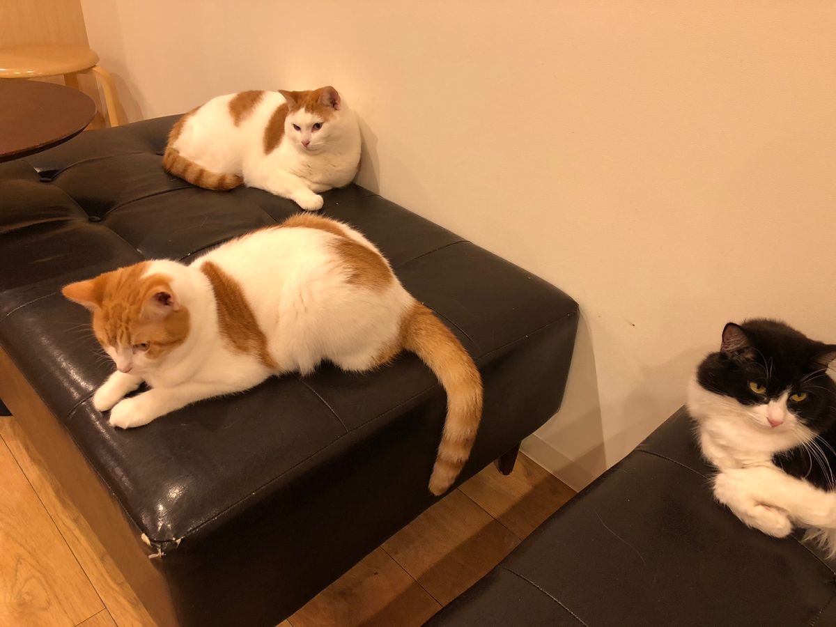 エジプト人が一生懸命オモチャを持って駆け回るも
一向にヤル気をみせない猫様たち😂