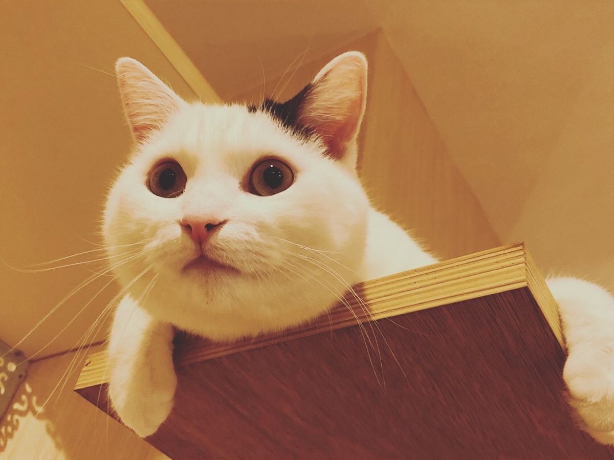 この猫ちゃんのくつろぎかた
可愛すぎる😂