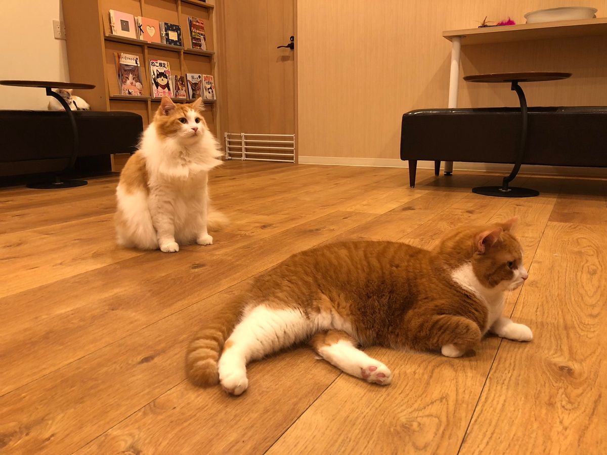 ワンコとはまた違った可愛さのニャンコたち😍