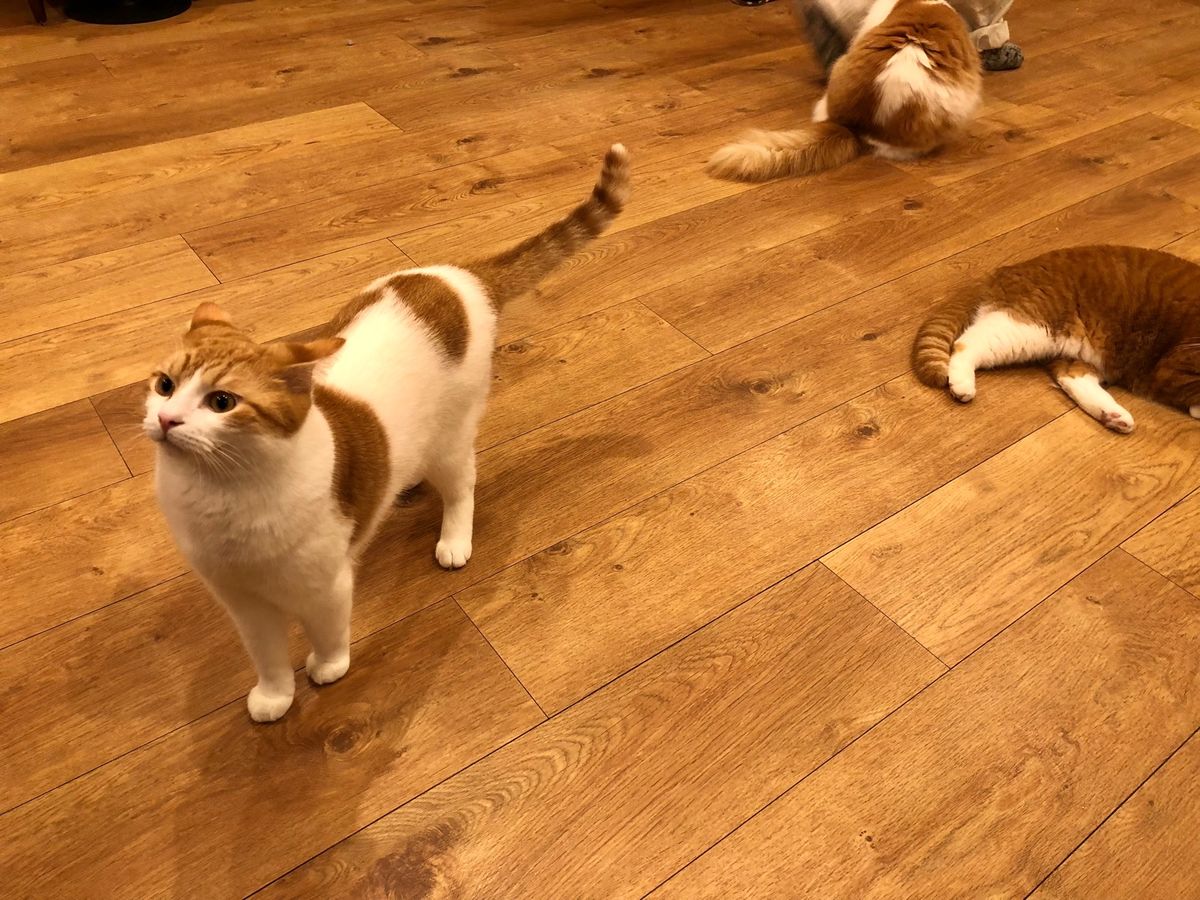 猫カフェ CatCafeOBC

さっそくオモチャを試してみましたが
2人...