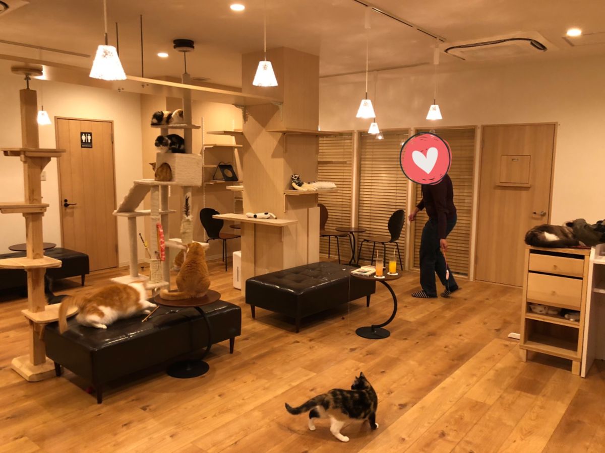 エジプト人が一生懸命オモチャを持って駆け回るも
一向にヤル気をみせない猫様たち😂