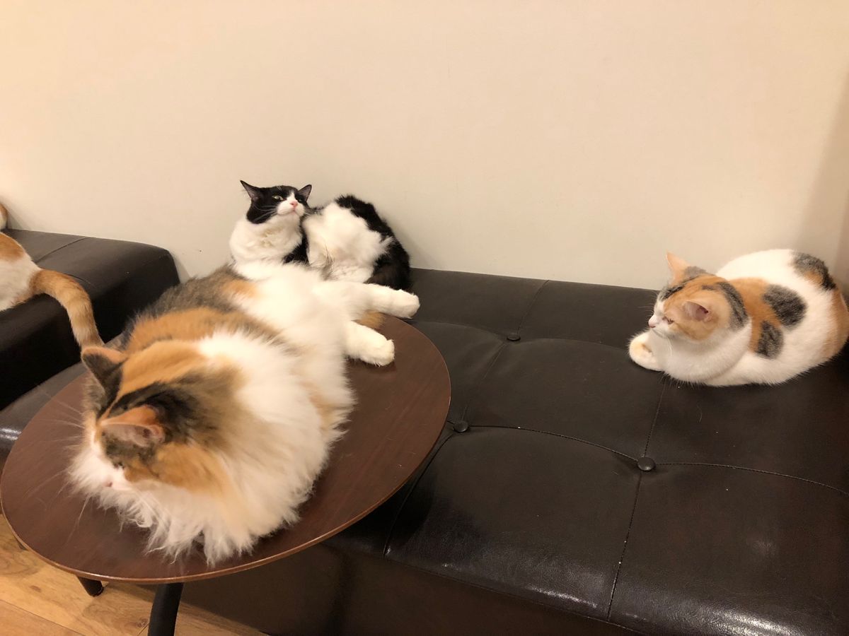 猫カフェ CatCafeOBC

さっそくオモチャを試してみましたが
2人...