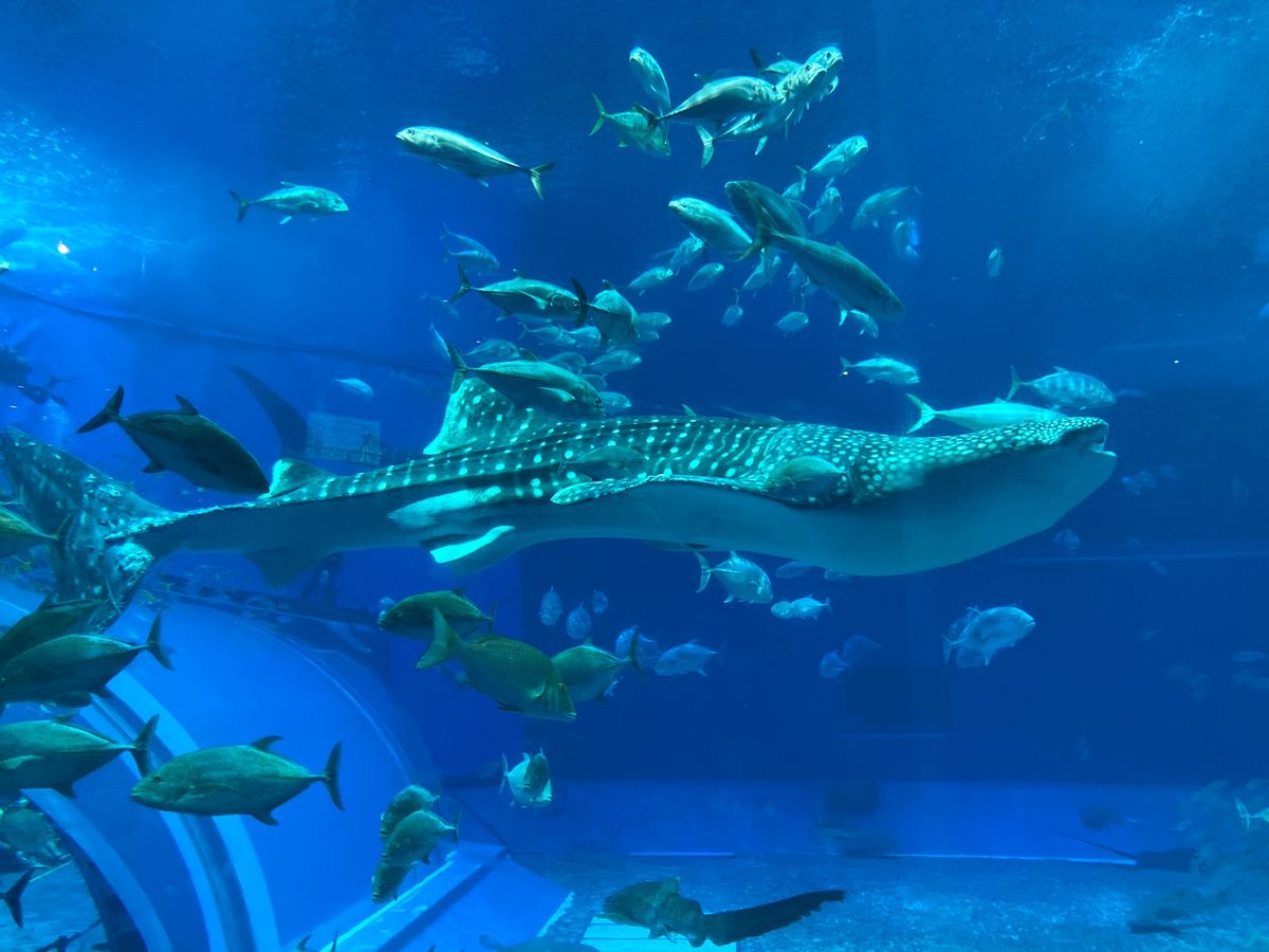 初めての沖縄！もっともっと沖縄を知りたーい♡