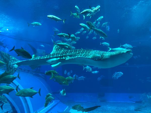 日本「初めての沖縄♡」の写真：初めての沖縄！もっともっと沖縄を知りたーい♡