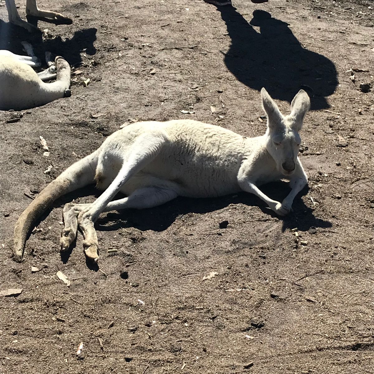 パースでレンタカーを借り、北へ向けて出発。
まずはカバシャム・ワイルドライ...