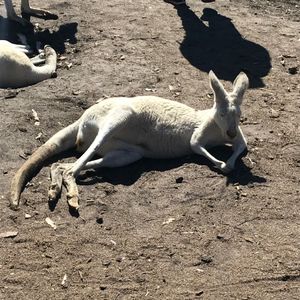 パースでレンタカーを借り、北へ向けて出発。
まずはカバシャム・ワイルドライ...