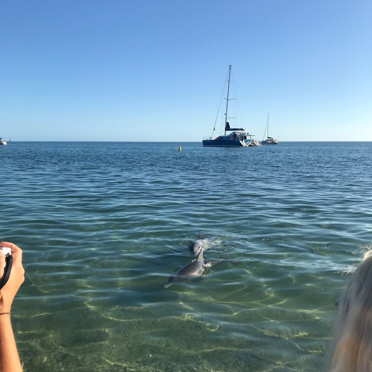 パースから約830km北上して、ついにシャークベイへ。世界遺産です。
あま...